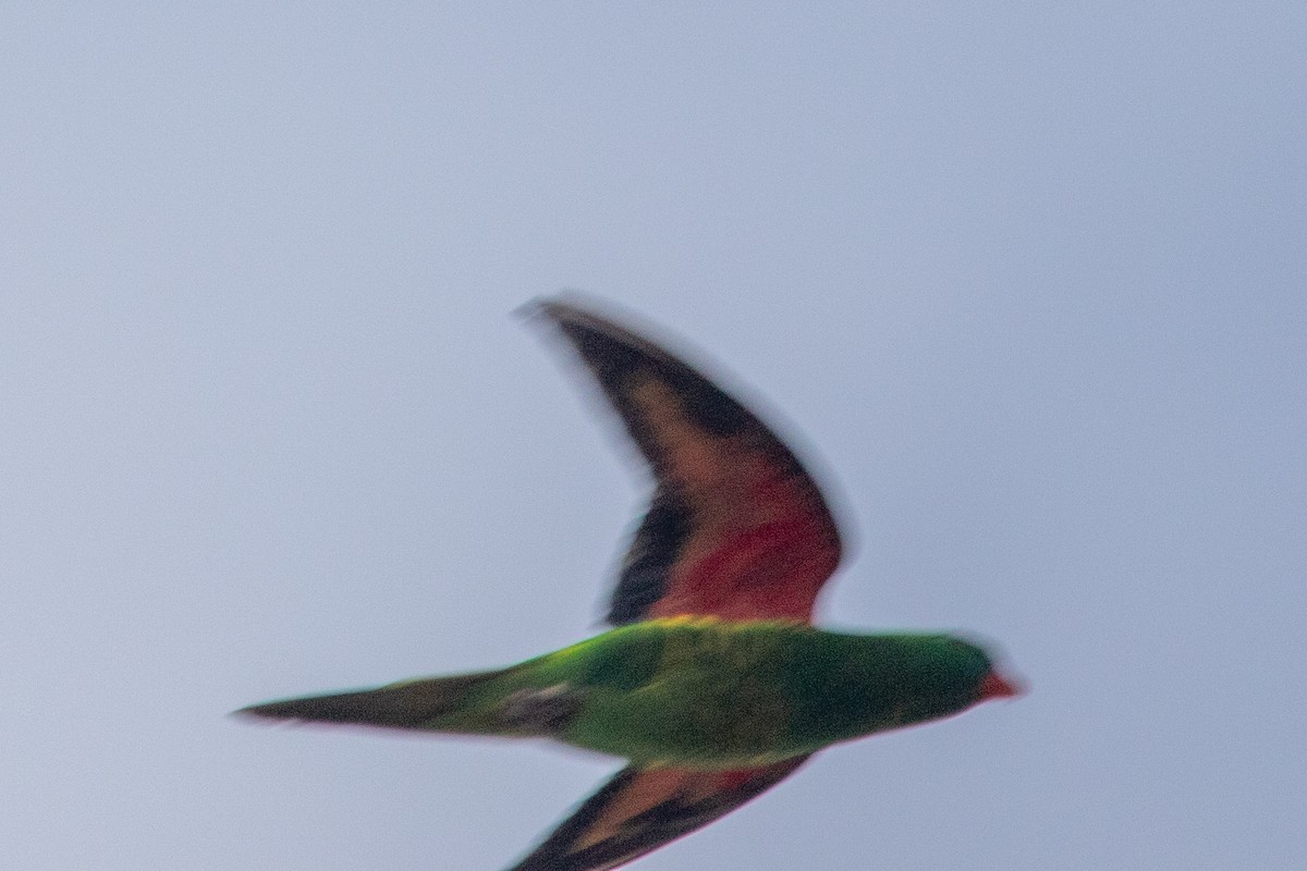 Scaly-breasted Lorikeet - ML645485255