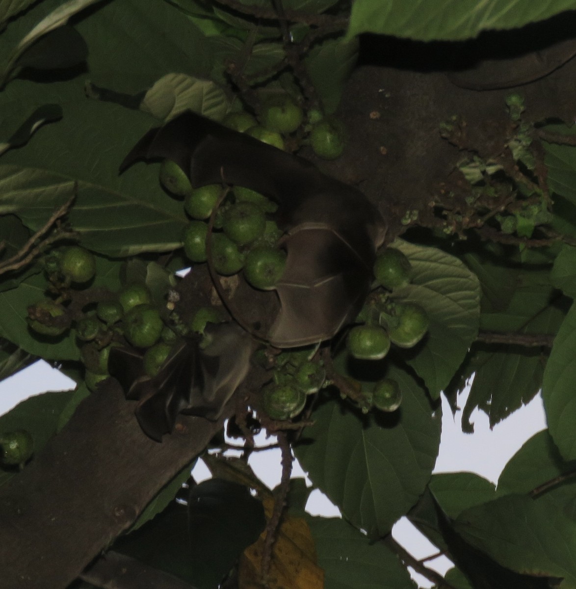 Old World Fruit Bats - ML645485259