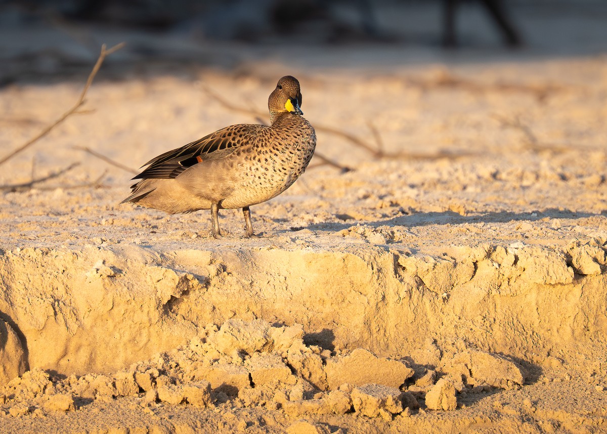 Yellow-billed Teal - ML645485265