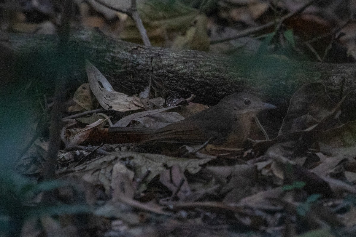 Little Shrikethrush (Rufous) - ML645485268