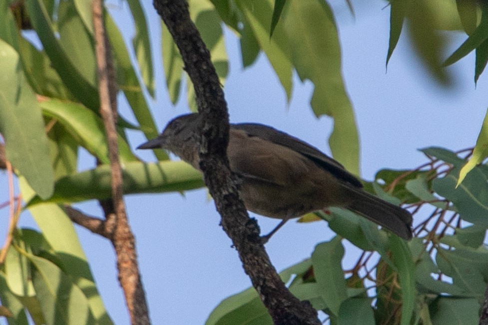 Little Shrikethrush - ML645485271