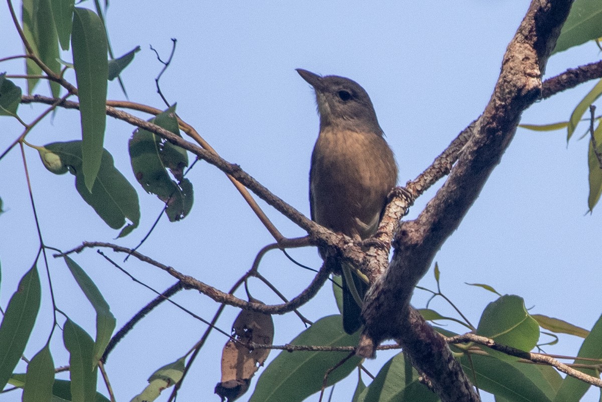 Little Shrikethrush - ML645485272