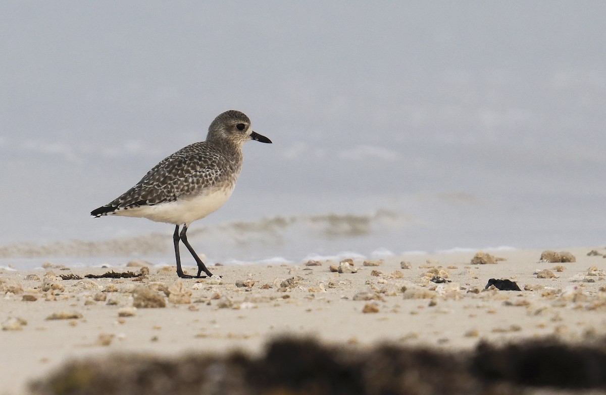 Буурал сүвээ цагаан - ML645485279