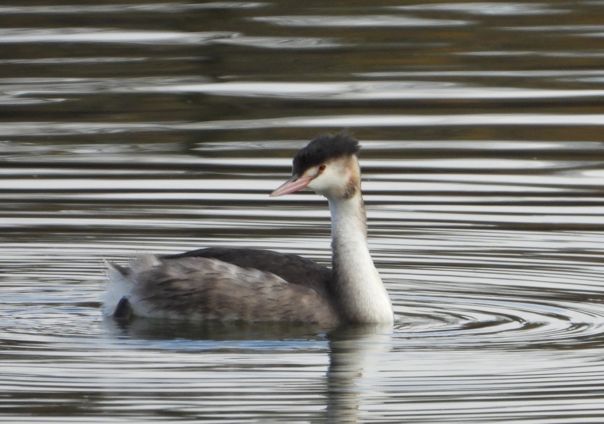 Отгот шунгуур - ML645485281