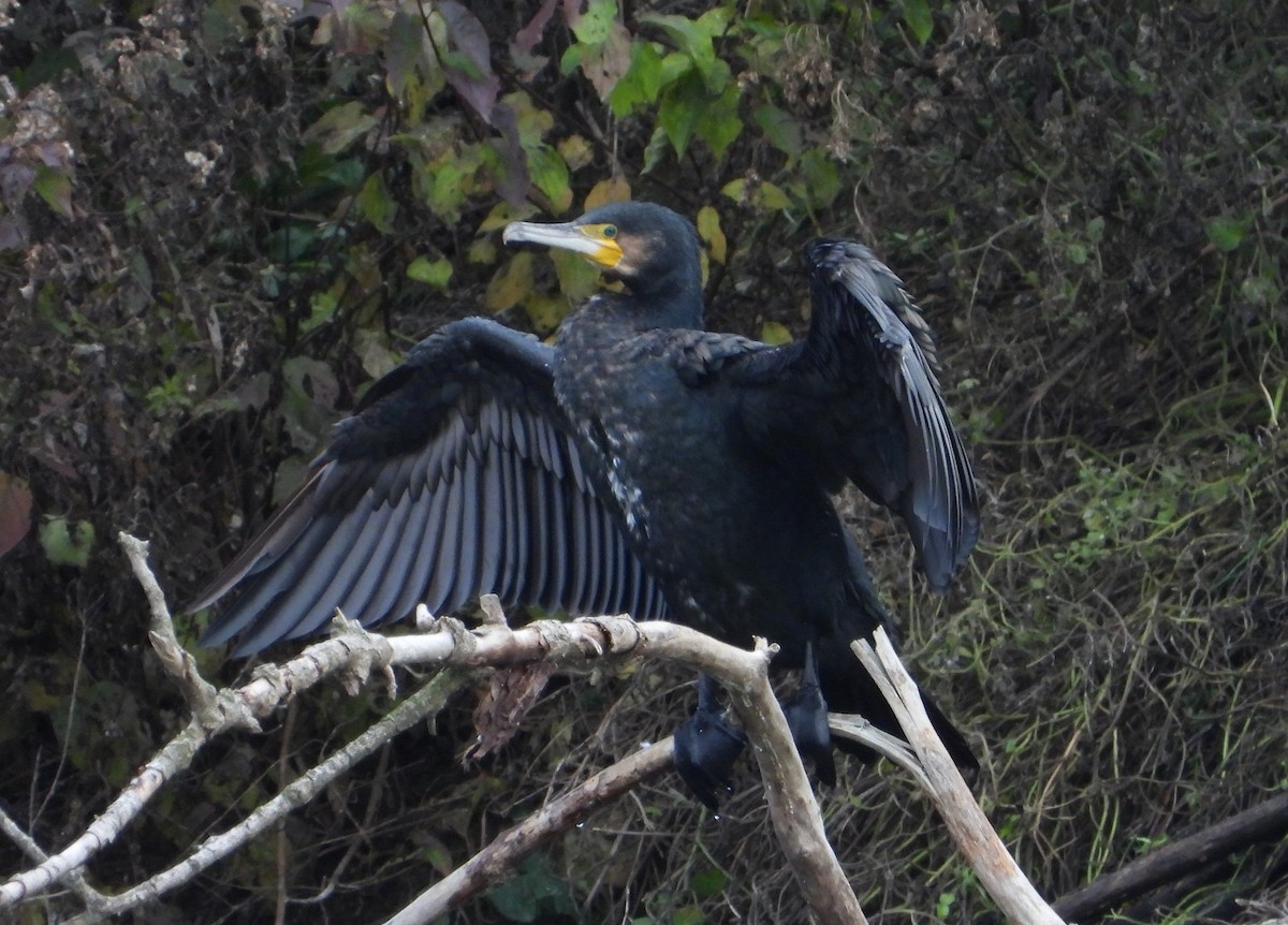 Тураг гогой - ML645485282