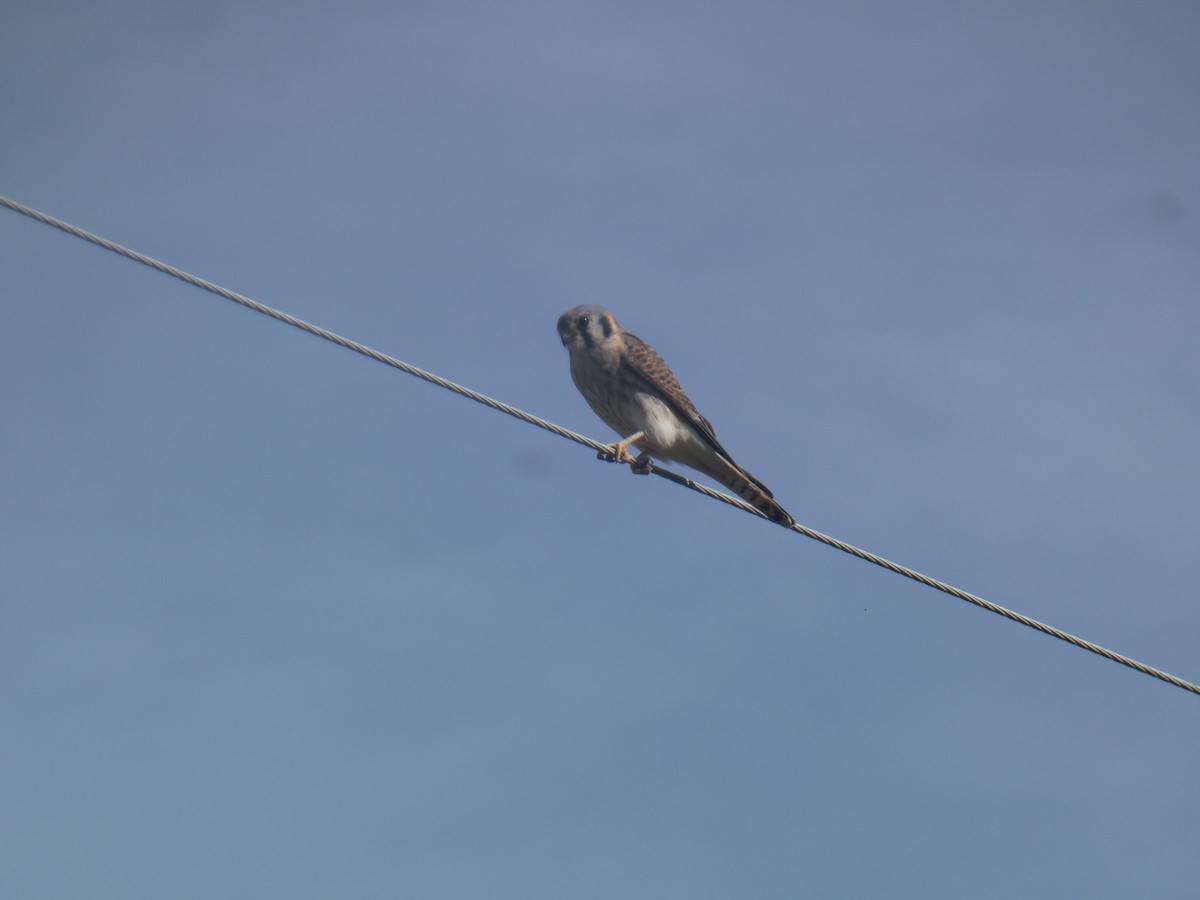 American Kestrel - ML645485283