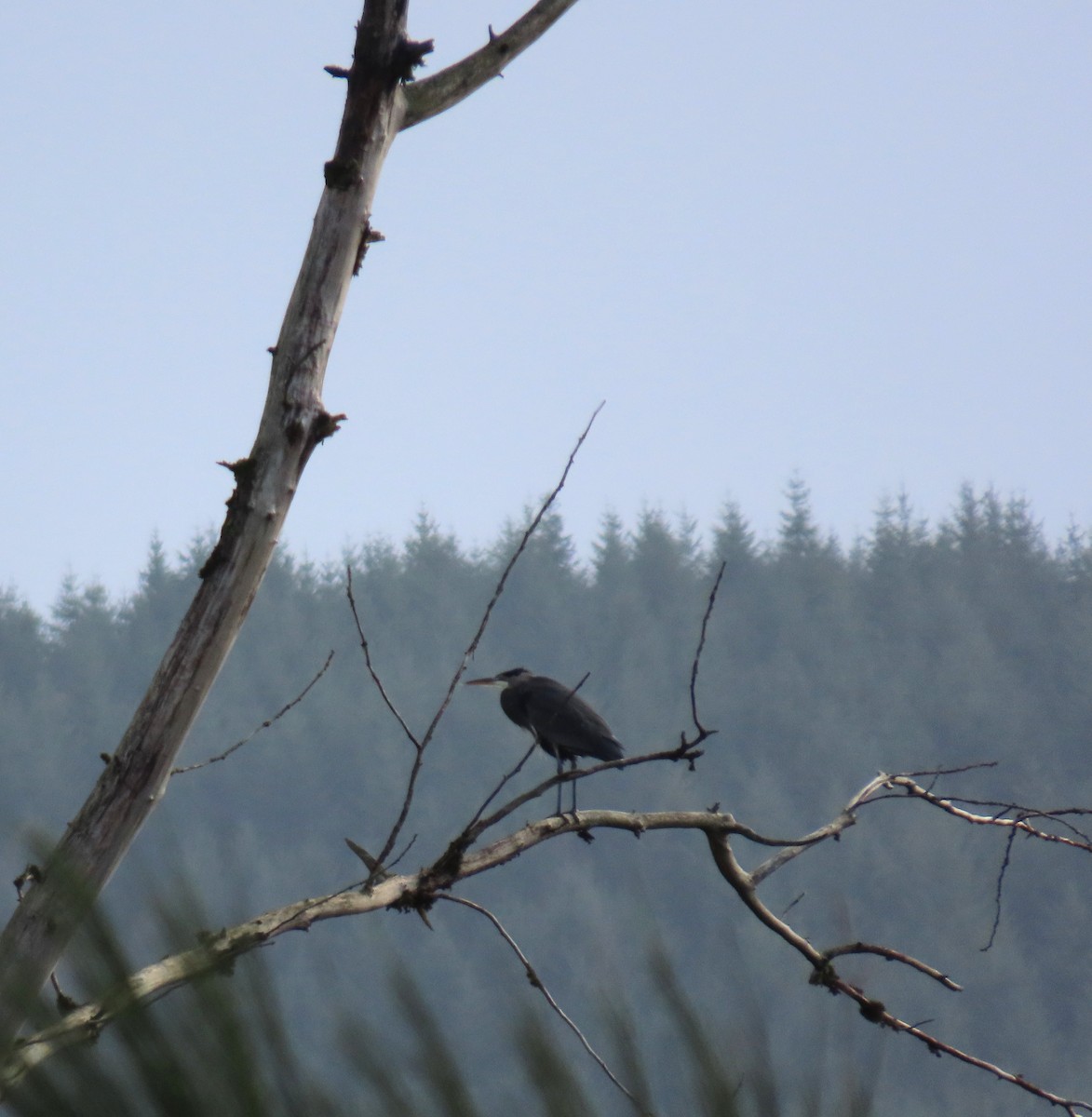 Great Blue Heron - ML645485284