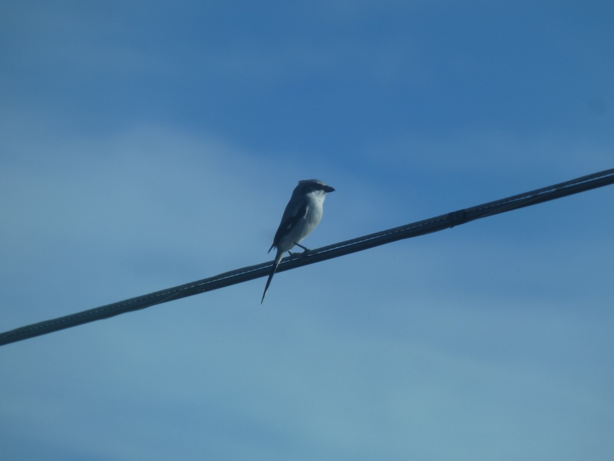 Loggerhead Shrike - ML645485285
