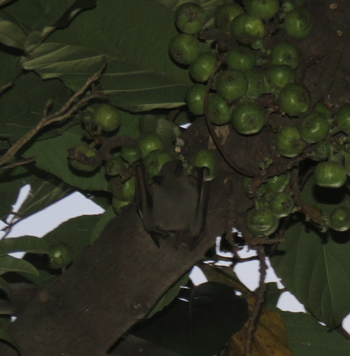 Old World Fruit Bats - ML645485286