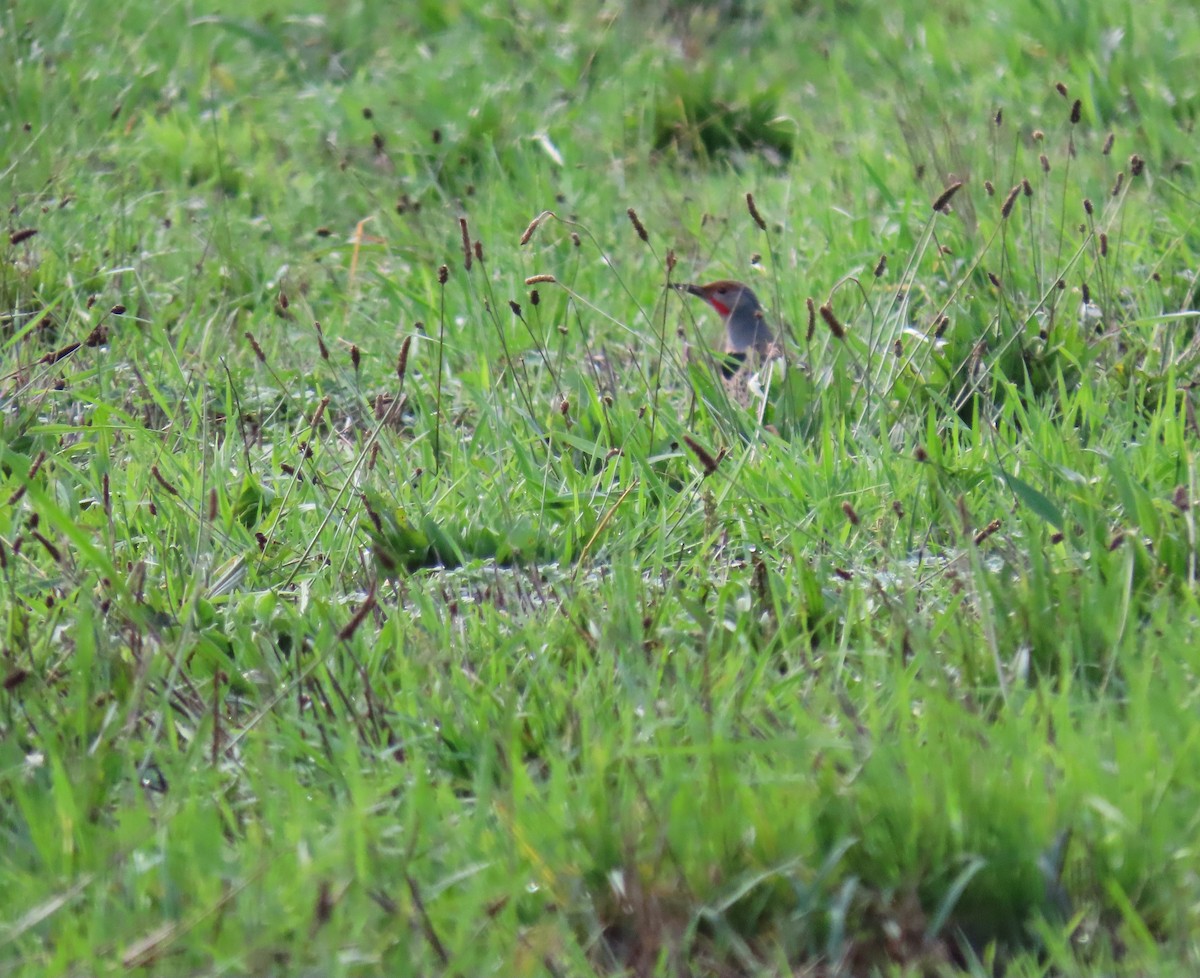 Northern Flicker (Red-shafted) - ML645485287