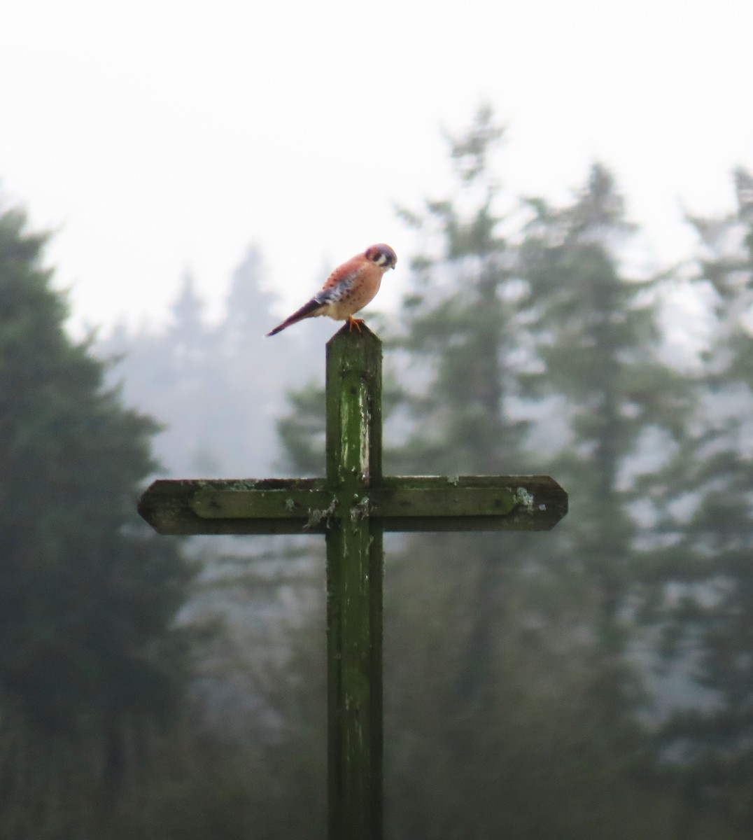 American Kestrel - ML645485289