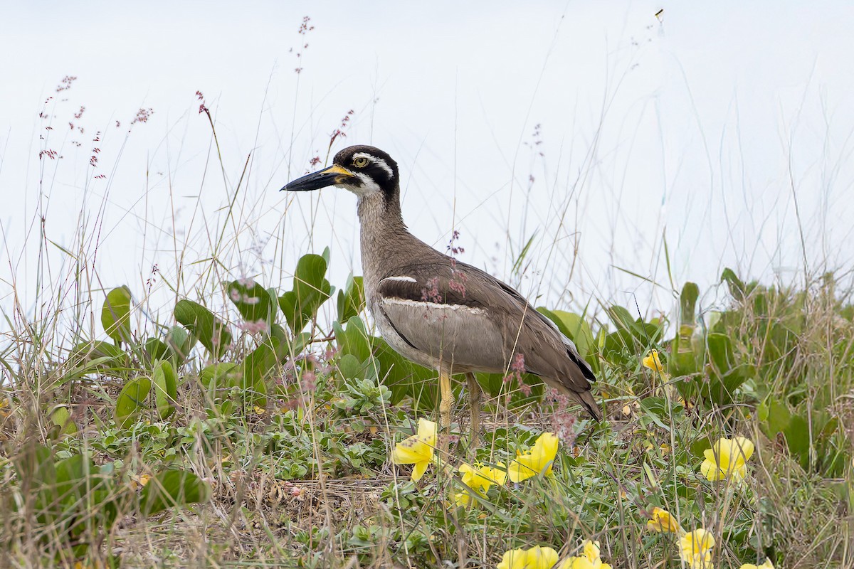 Beach Thick-knee - ML645485290