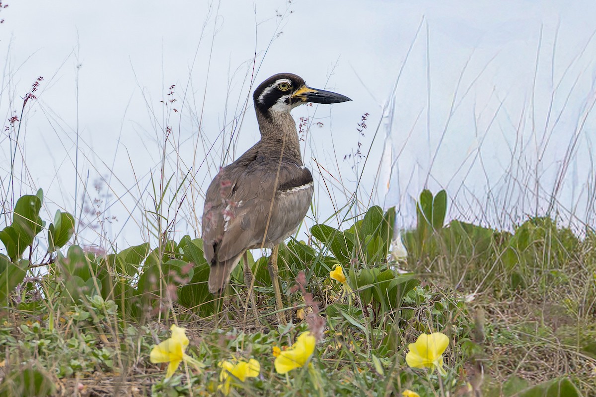 Beach Thick-knee - ML645485291