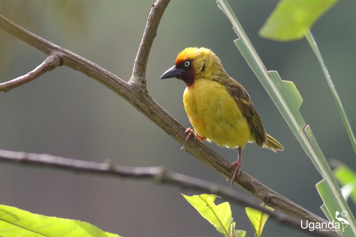 Northern Brown-throated Weaver - ML645485292