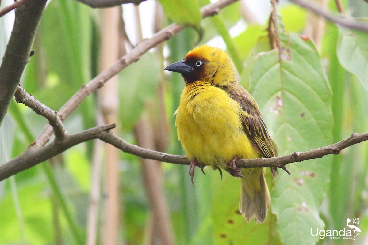 Northern Brown-throated Weaver - ML645485293