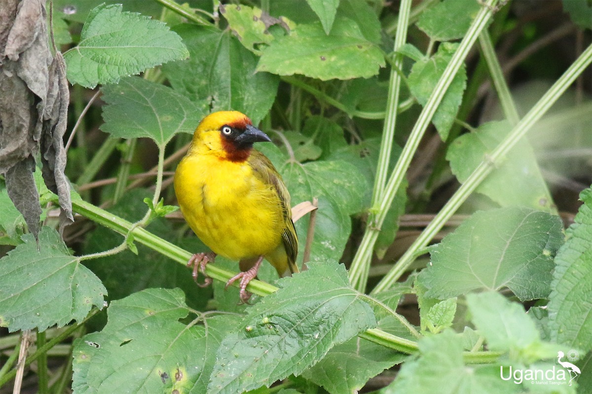 Northern Brown-throated Weaver - ML645485294