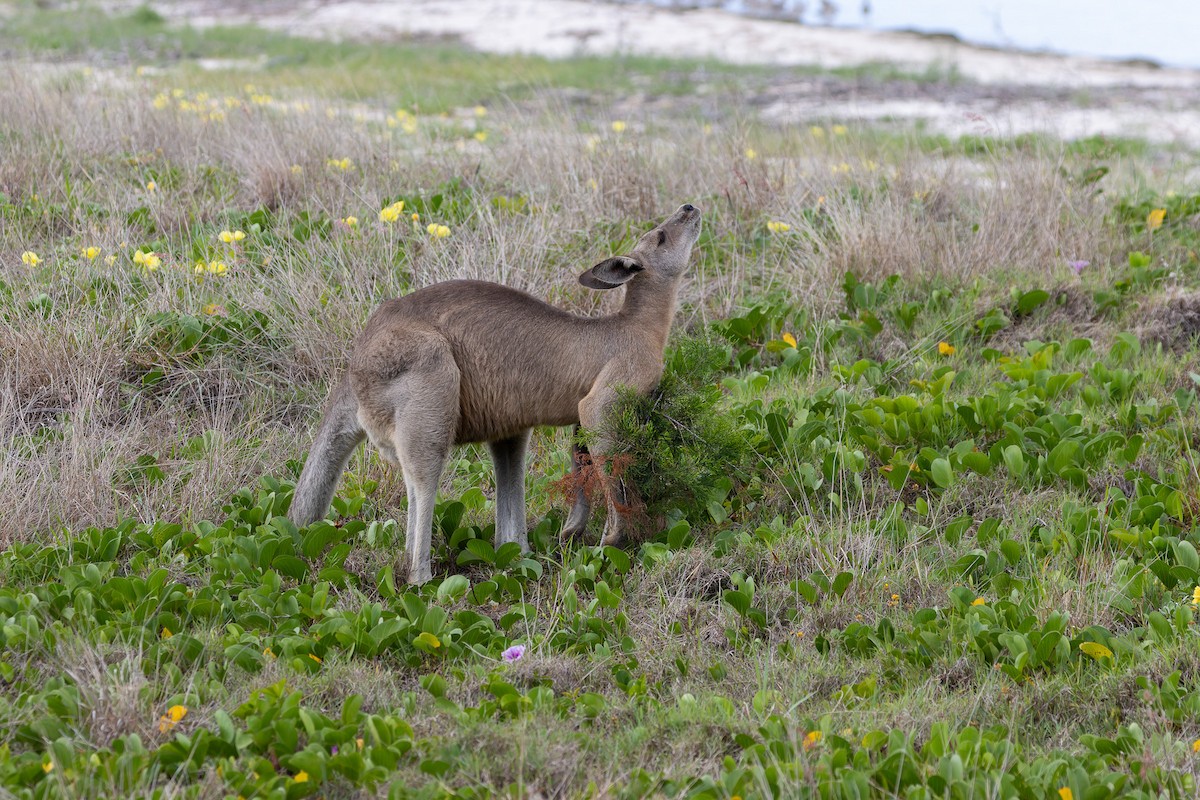 Eastern Grey Kangaroo - ML645485298