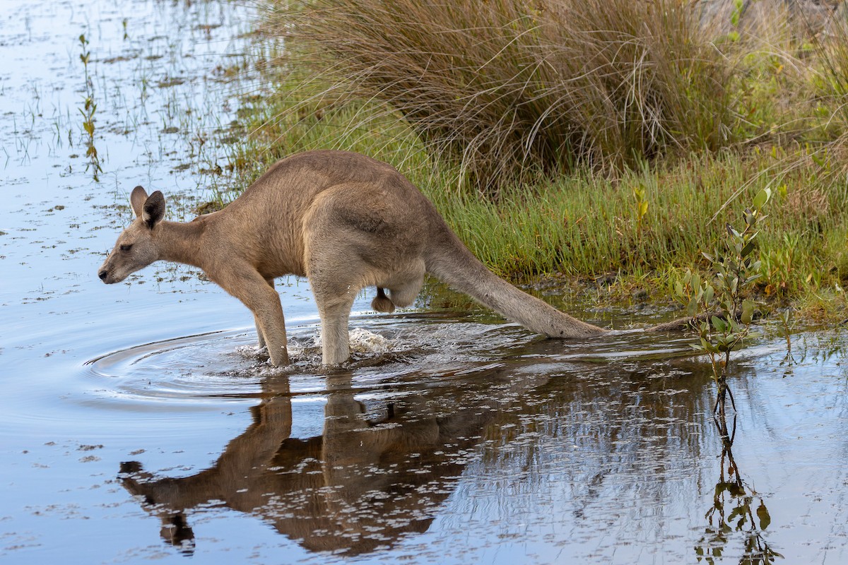 Eastern Grey Kangaroo - ML645485299