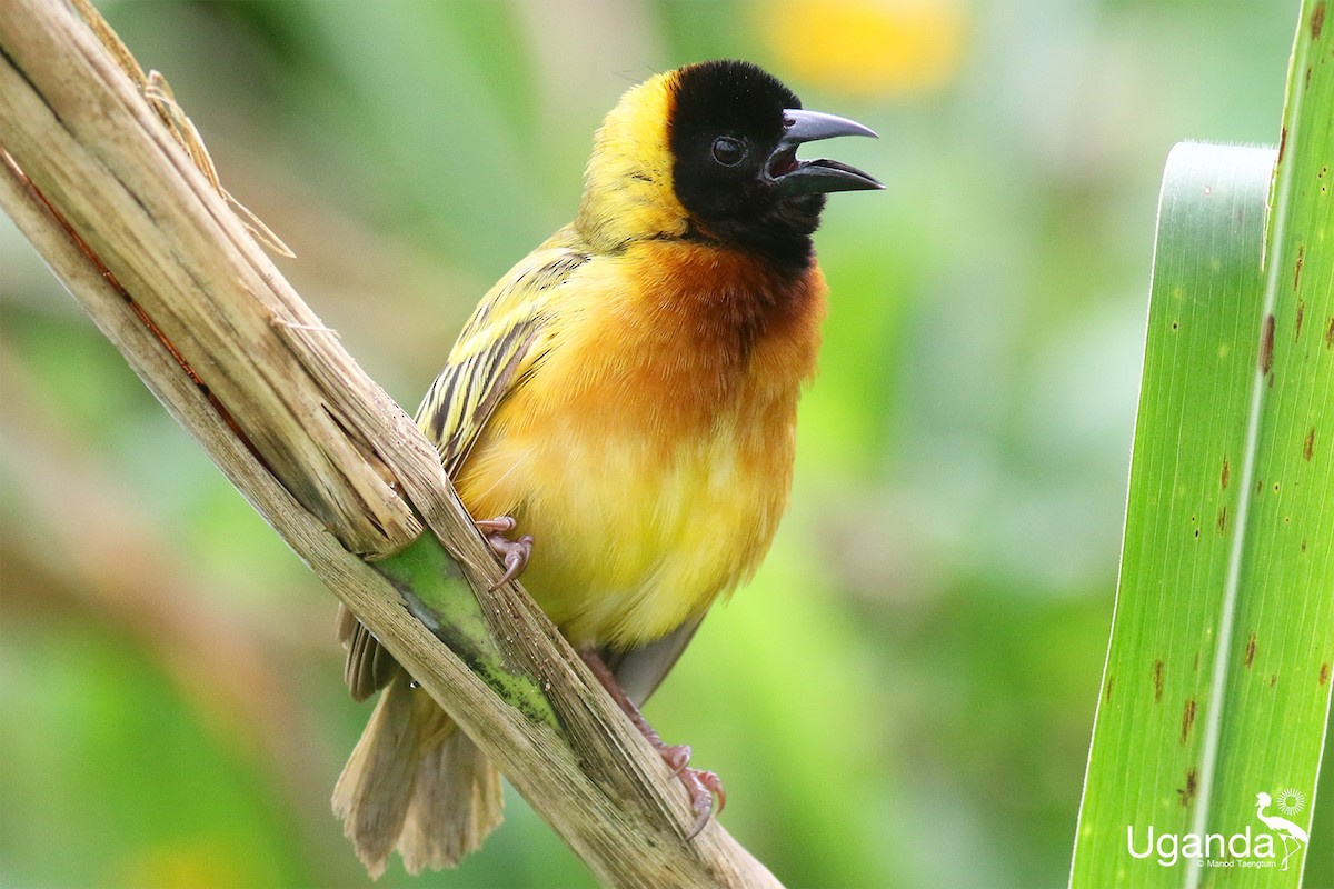 Black-headed Weaver - ML645485301