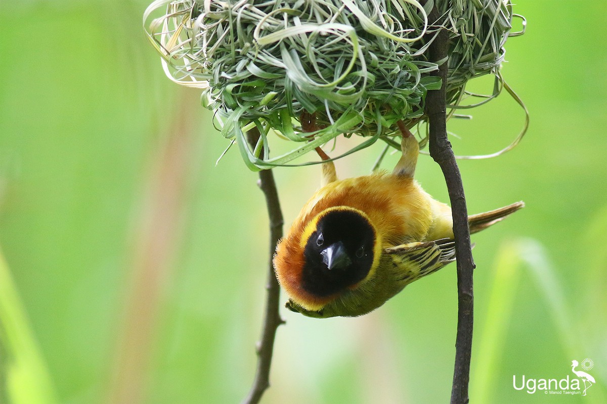 Black-headed Weaver - ML645485302