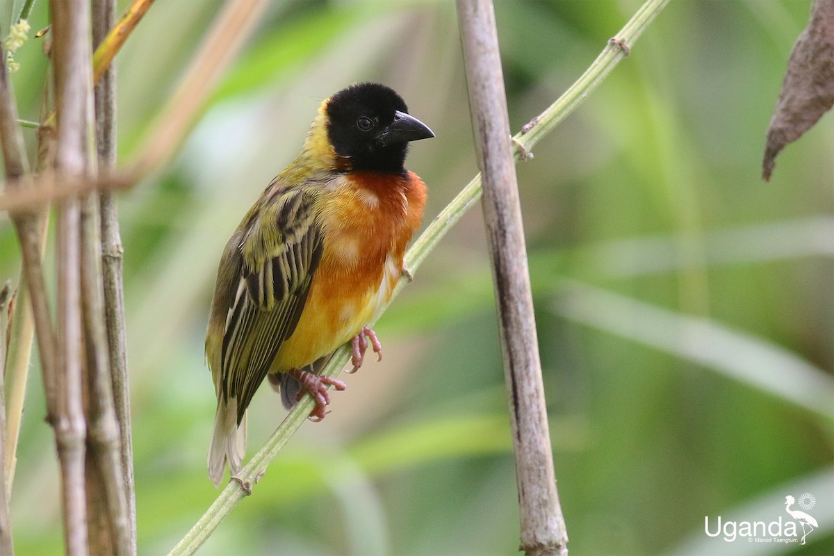 Black-headed Weaver - ML645485303