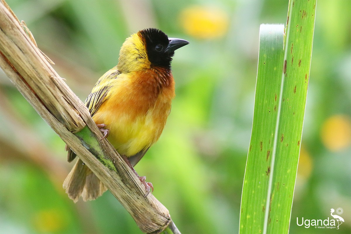 Black-headed Weaver - ML645485304