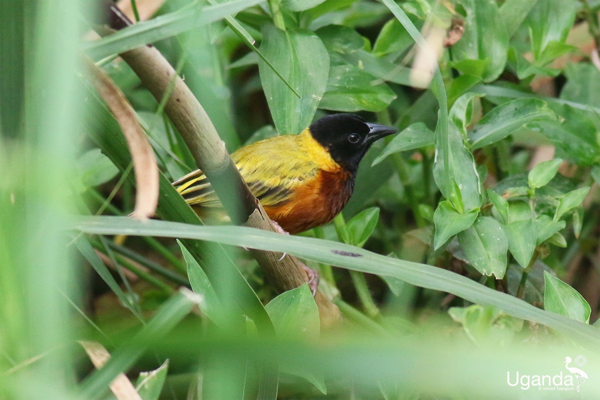 Black-headed Weaver - ML645485305