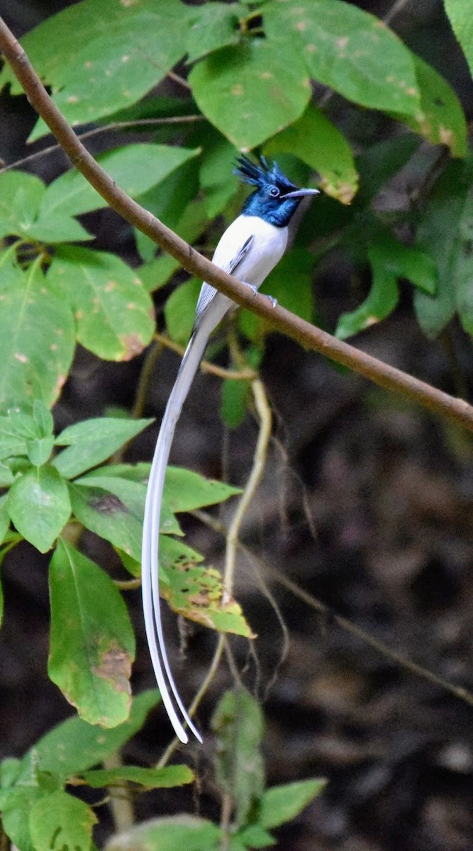 Indian Paradise-Flycatcher - ML645485307