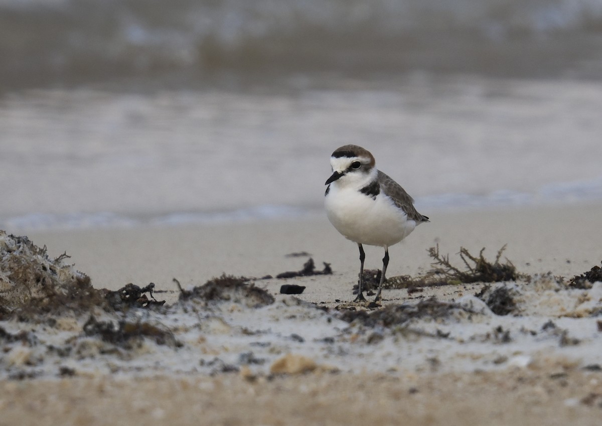 Тэнгисийн хиазат - ML645485308