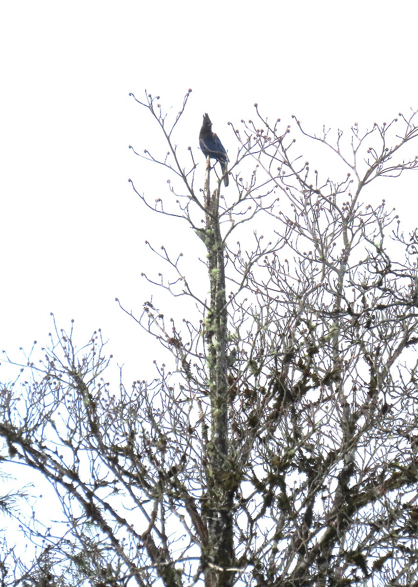 Steller's Jay - ML645485309