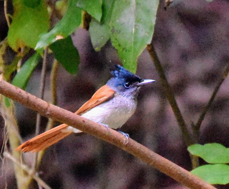 Indian Paradise-Flycatcher - ML645485310