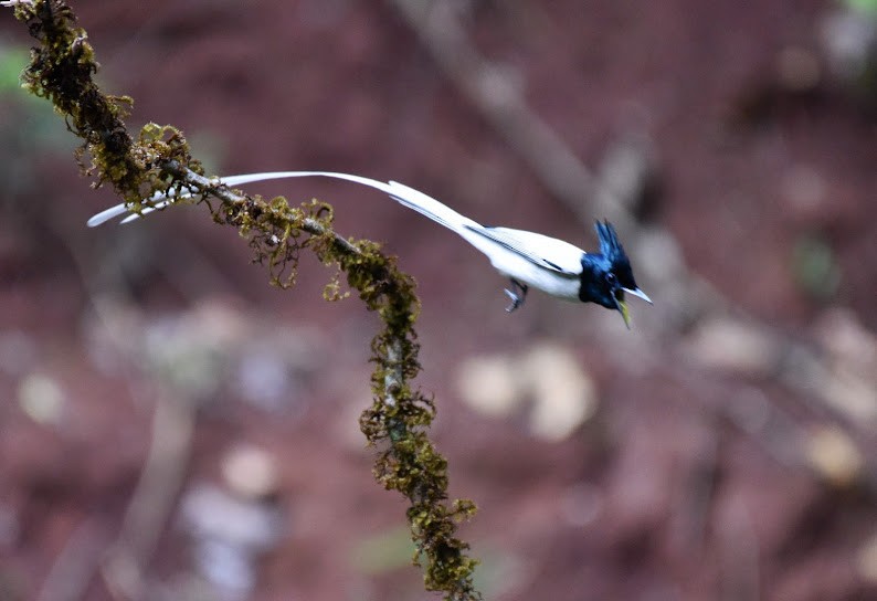 Indian Paradise-Flycatcher - ML645485311