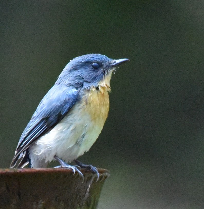 Tickell's Blue Flycatcher - ML645485312