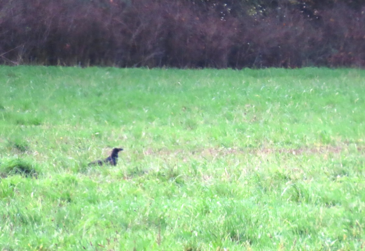 Хон хэрээ - ML645485313