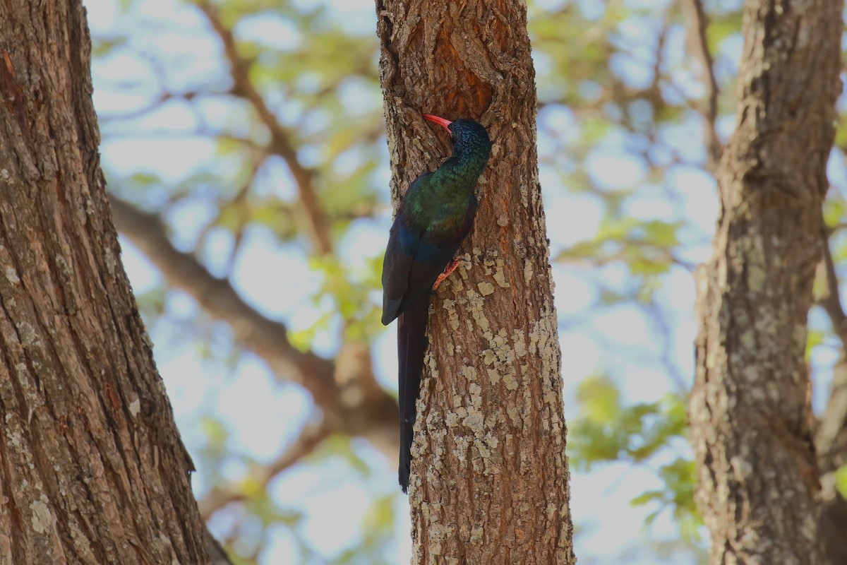 Green Woodhoopoe - ML645485314