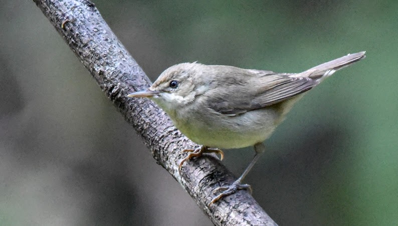 Бутны охил бялзуухай - ML645485315