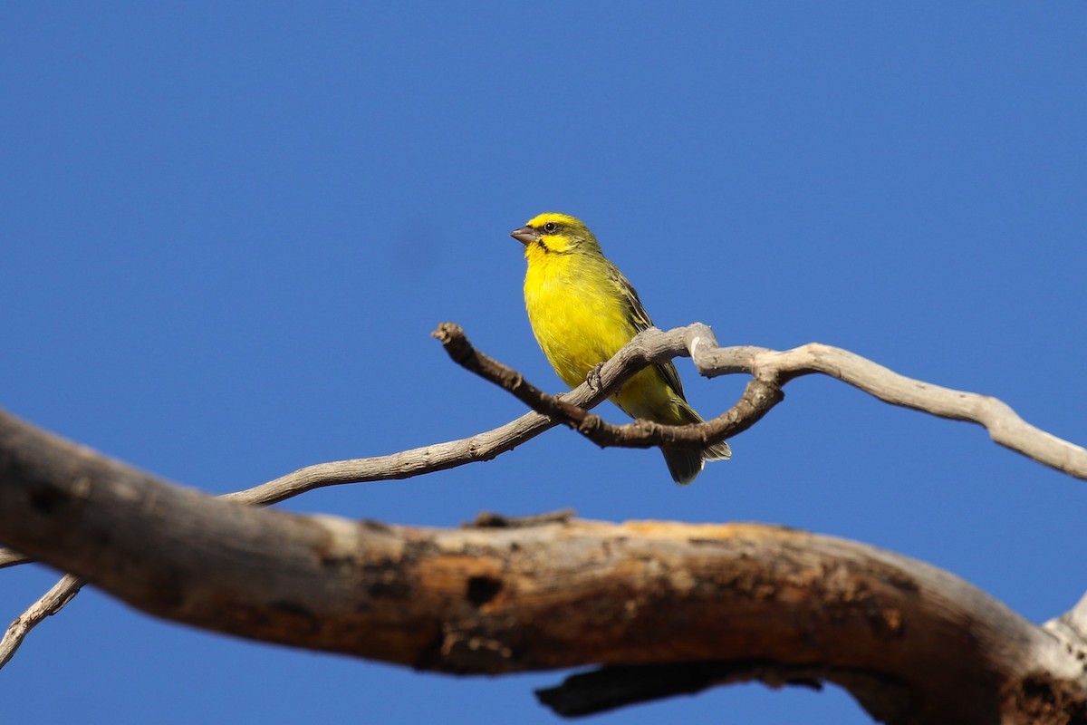 Yellow-fronted Canary - ML645485316