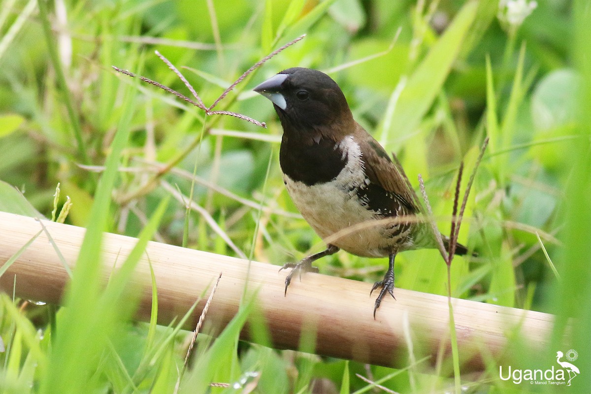 Bronze Mannikin - ML645485317