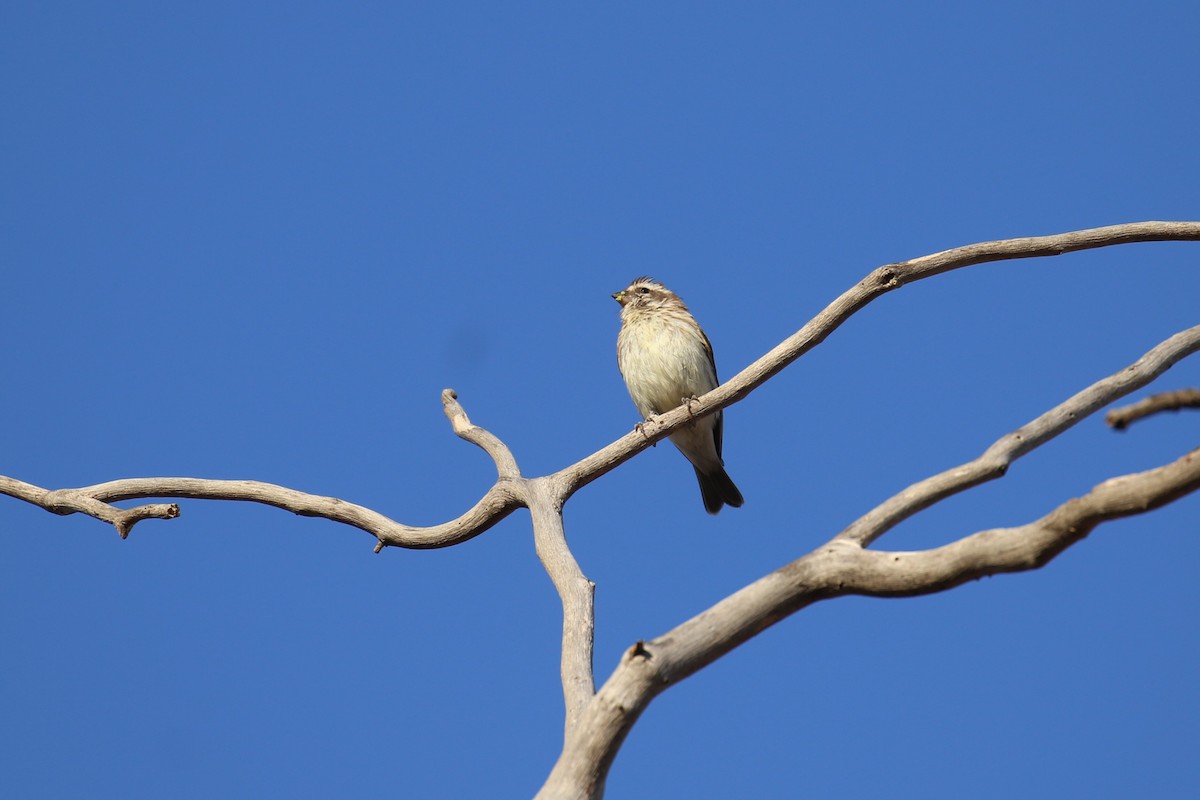 Reichenow's Seedeater - ML645485318