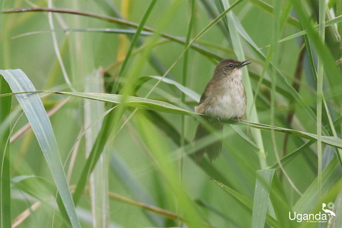 Highland Rush Warbler - ML645485324
