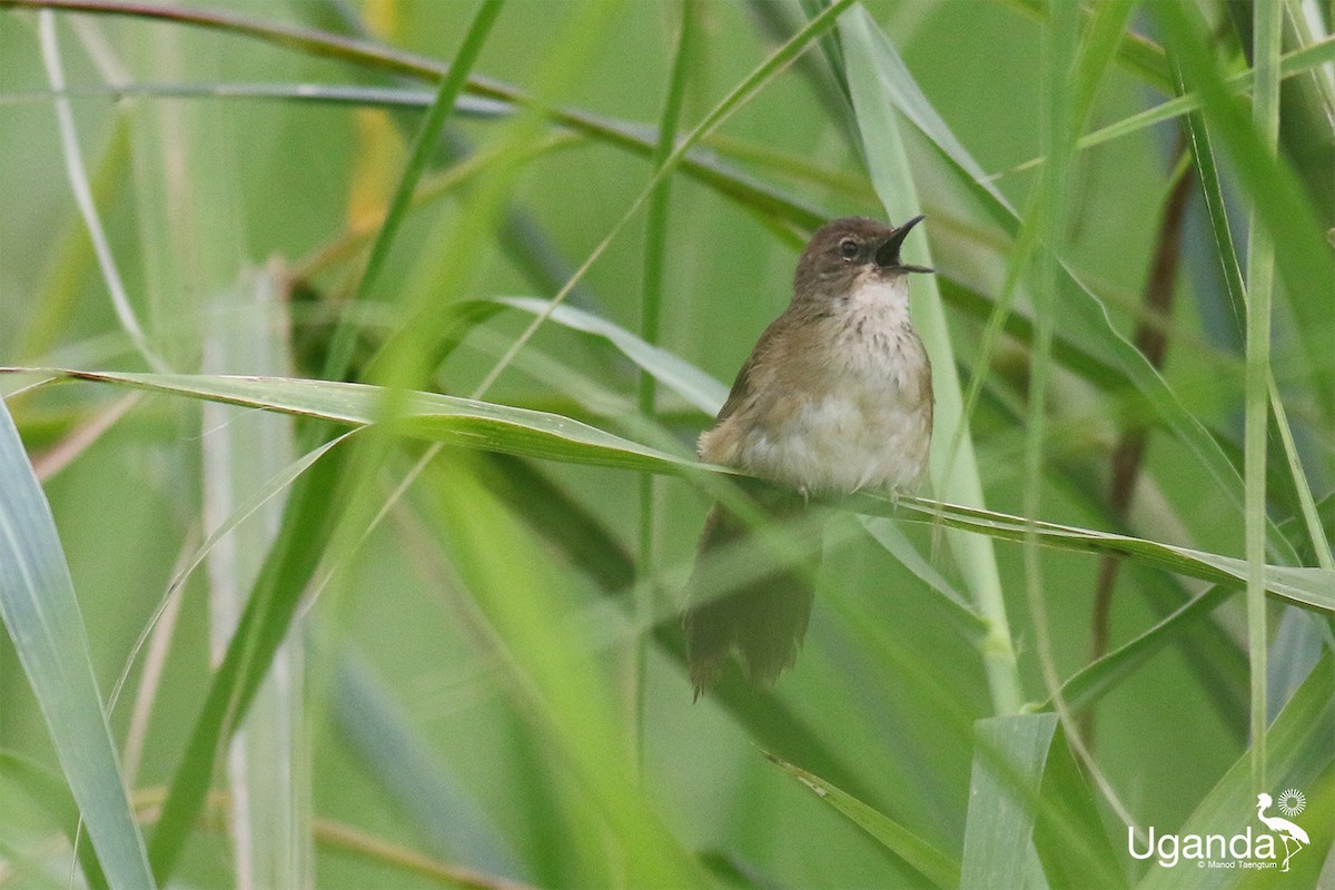 Highland Rush Warbler - ML645485325