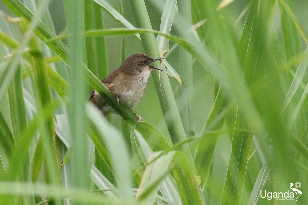 Highland Rush Warbler - ML645485326