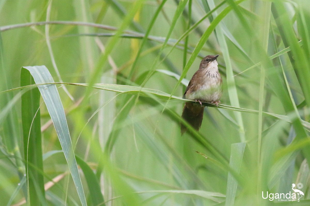 Highland Rush Warbler - ML645485327