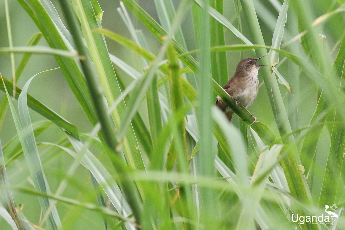 Highland Rush Warbler - ML645485328