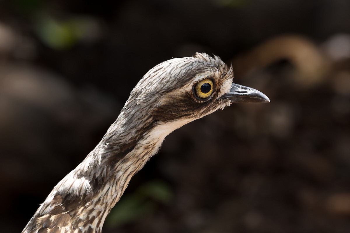 Bush Thick-knee - ML645485339