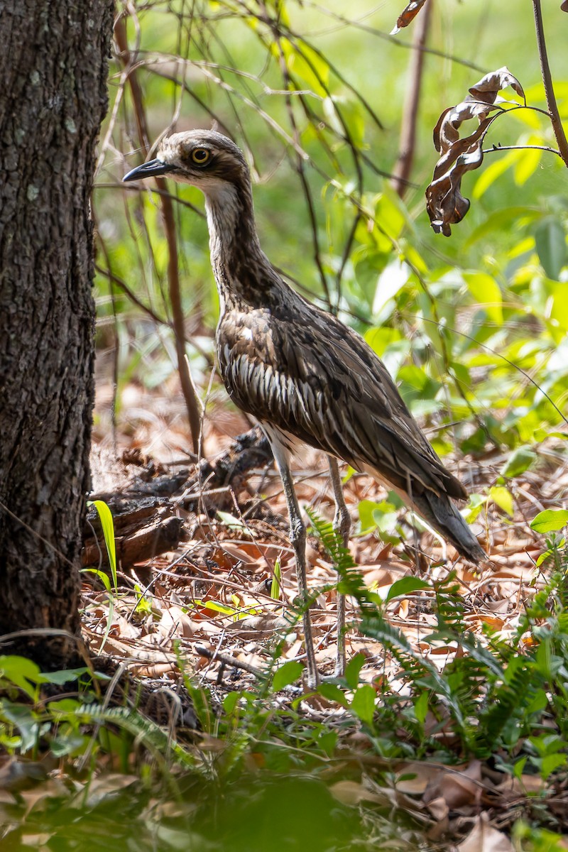 Bush Thick-knee - ML645485340