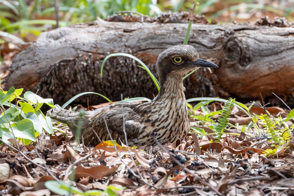 Bush Thick-knee - ML645485341
