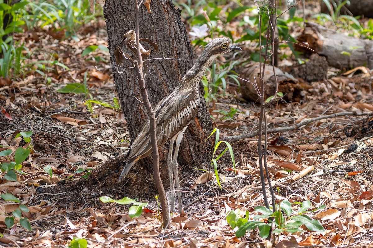 Bush Thick-knee - ML645485342