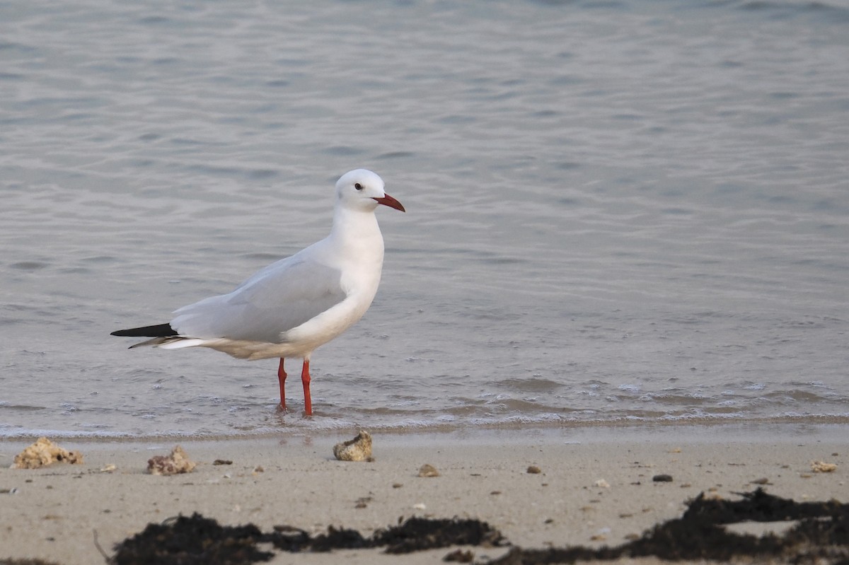 Antxeta mokozorrotza - ML645485343