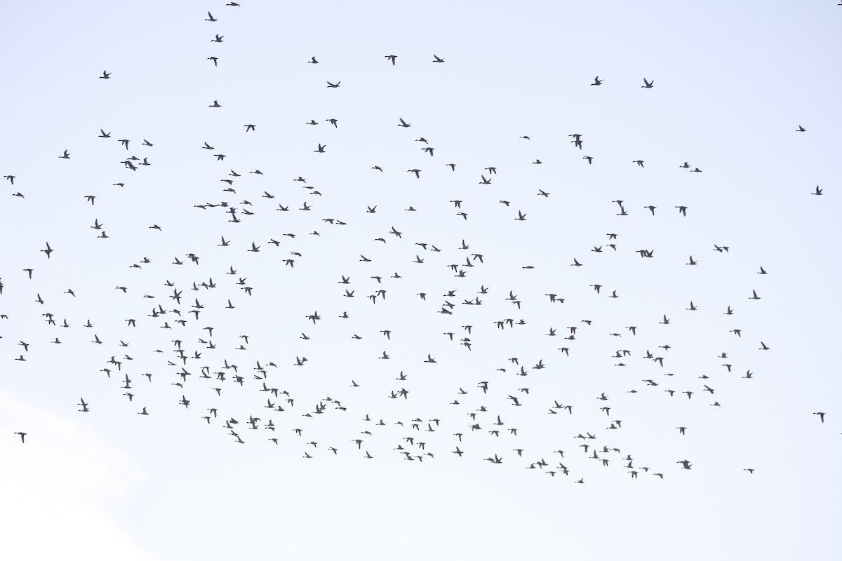 Ahate buztanluzea - ML645485344